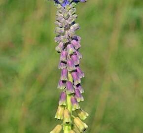 Modřenec tenkokvětý