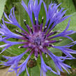 Chrpa chlumní - Centaurea triumfetti