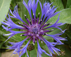 Chrpa chlumní - Centaurea triumfetti