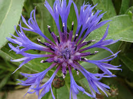 Chrpa chlumní - Centaurea triumfetti