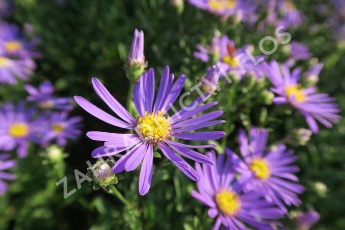 Hvězdnice chlumní 'Butzemann' - Aster amellus 'Butzemann'