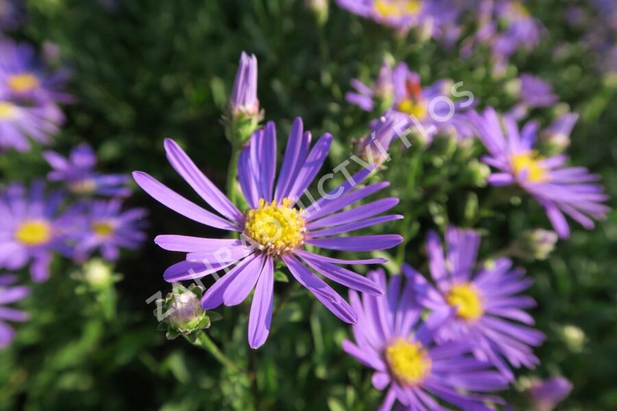 Hvězdnice chlumní 'Butzemann' - Aster amellus 'Butzemann'