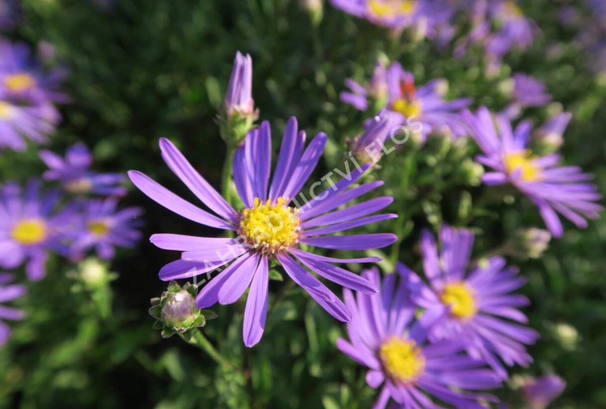 Hvězdnice chlumní 'Butzemann' - Aster amellus 'Butzemann'