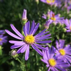 Hvězdnice chlumní 'Butzemann' - Aster amellus 'Butzemann'