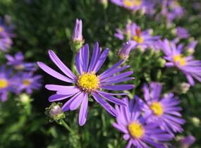 Hvězdnice chlumní 'Butzemann' - Aster amellus 'Butzemann'