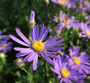 Hvězdnice chlumní 'Butzemann' - Aster amellus 'Butzemann'