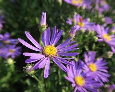 Hvězdnice chlumní 'Butzemann'