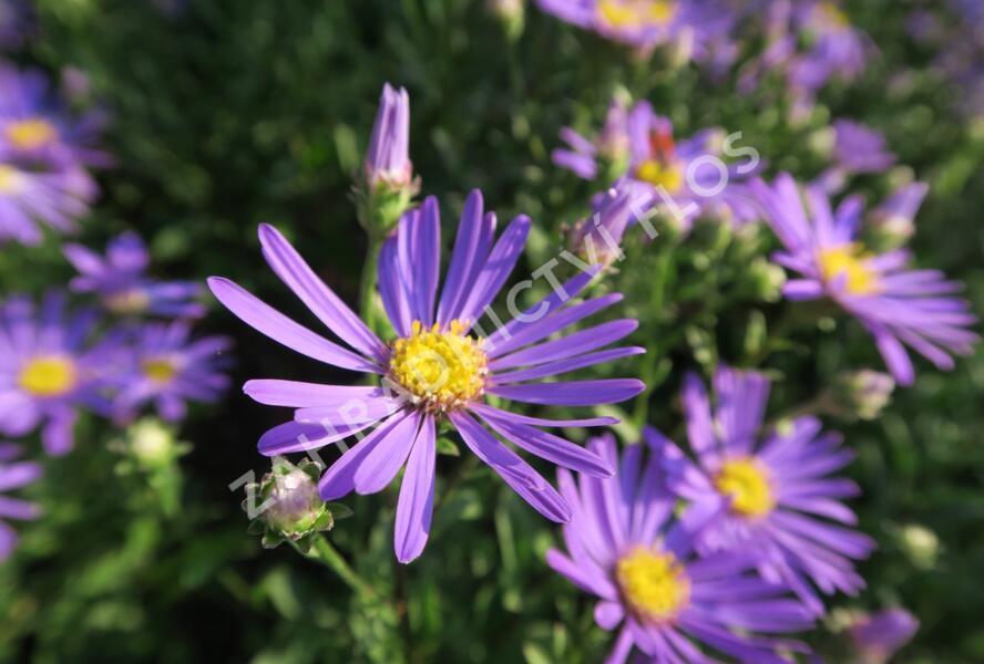 Hvězdnice chlumní 'Butzemann' - Aster amellus 'Butzemann'