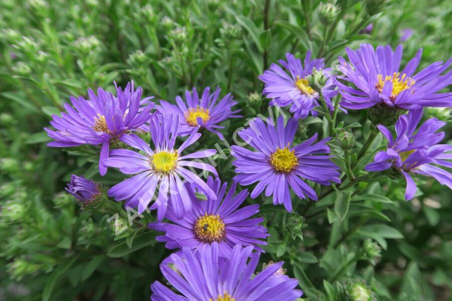 Hvězdnice chlumní 'Butzemann' - Aster amellus 'Butzemann'