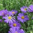 Hvězdnice chlumní 'Butzemann' - Aster amellus 'Butzemann'