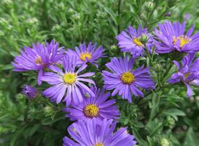 Hvězdnice chlumní 'Butzemann' - Aster amellus 'Butzemann'