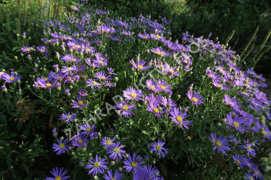 Hvězdnice chlumní 'Butzemann' - Aster amellus 'Butzemann'