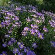 Hvězdnice chlumní 'Butzemann' - Aster amellus 'Butzemann'