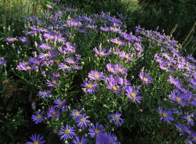 Hvězdnice chlumní 'Butzemann' - Aster amellus 'Butzemann'