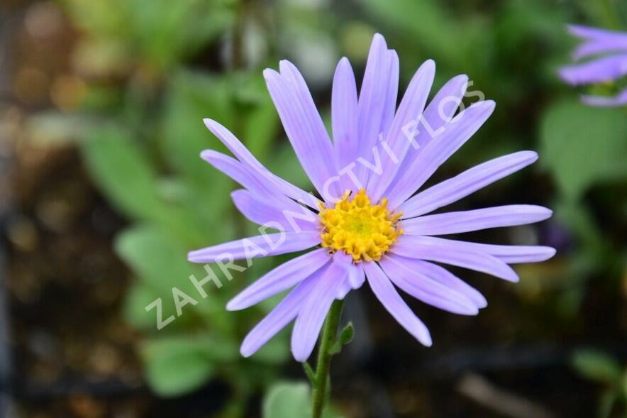 Hvězdnice chlumní 'Silbersee' - Aster amellus 'Silbersee'