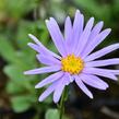 Hvězdnice chlumní 'Silbersee' - Aster amellus 'Silbersee'