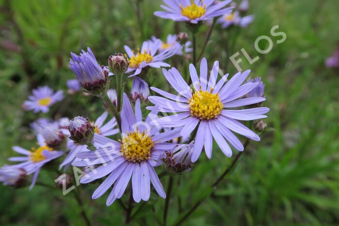 Hvězdnice chlumní 'Silbersee' - Aster amellus 'Silbersee'