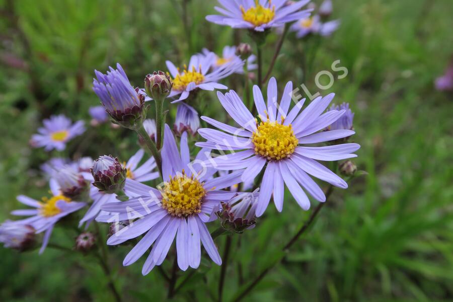 Hvězdnice chlumní 'Silbersee' - Aster amellus 'Silbersee'