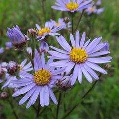 Hvězdnice chlumní 'Silbersee' - Aster amellus 'Silbersee'