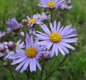 Hvězdnice chlumní 'Silbersee' - Aster amellus 'Silbersee'