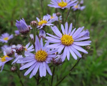 Hvězdnice chlumní 'Silbersee'
