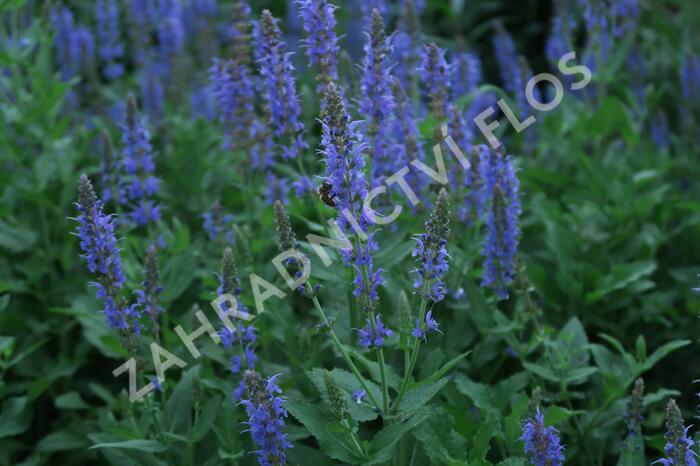 Šalvěj hajní 'Blauhügel' - Salvia nemorosa 'Blauhügel'