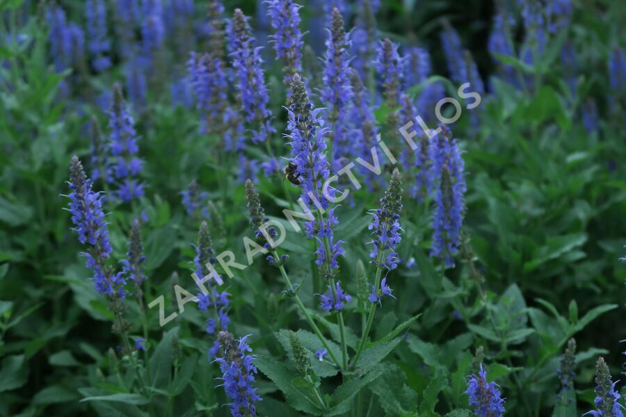 Šalvěj hajní 'Blauhügel' - Salvia nemorosa 'Blauhügel'