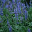 Šalvěj hajní 'Blauhügel' - Salvia nemorosa 'Blauhügel'