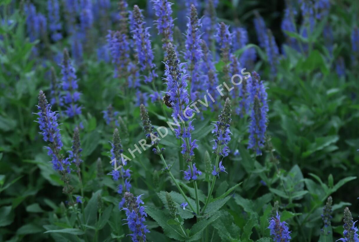 Šalvěj hajní 'Blauhügel' - Salvia nemorosa 'Blauhügel'