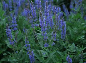 Šalvěj hajní 'Blauhügel' - Salvia nemorosa 'Blauhügel'