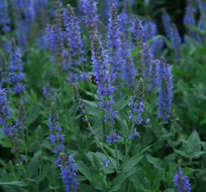 Šalvěj hajní 'Blauhügel' - Salvia nemorosa 'Blauhügel'