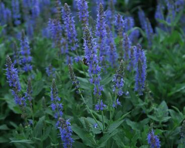 Šalvěj hajní 'Blauhügel'