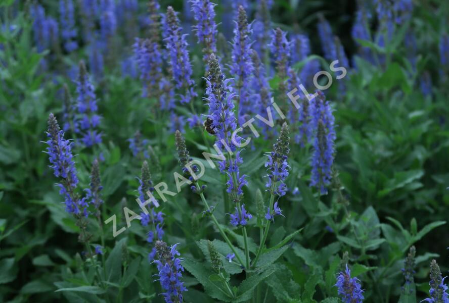 Šalvěj hajní 'Blauhügel' - Salvia nemorosa 'Blauhügel'