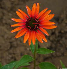 Třapatkovka nachová 'Julia' - Echinacea purpurea 'Julia'