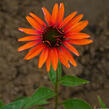 Třapatkovka nachová 'Julia' - Echinacea purpurea 'Julia'