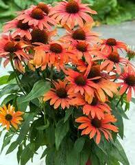 Třapatkovka nachová 'Julia' - Echinacea purpurea 'Julia'