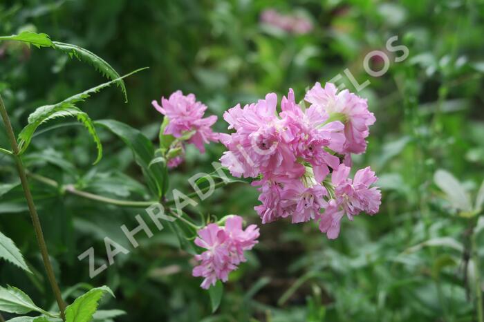 Mydlice lékařská 'Plena' - Saponaria officinalis 'Plena'