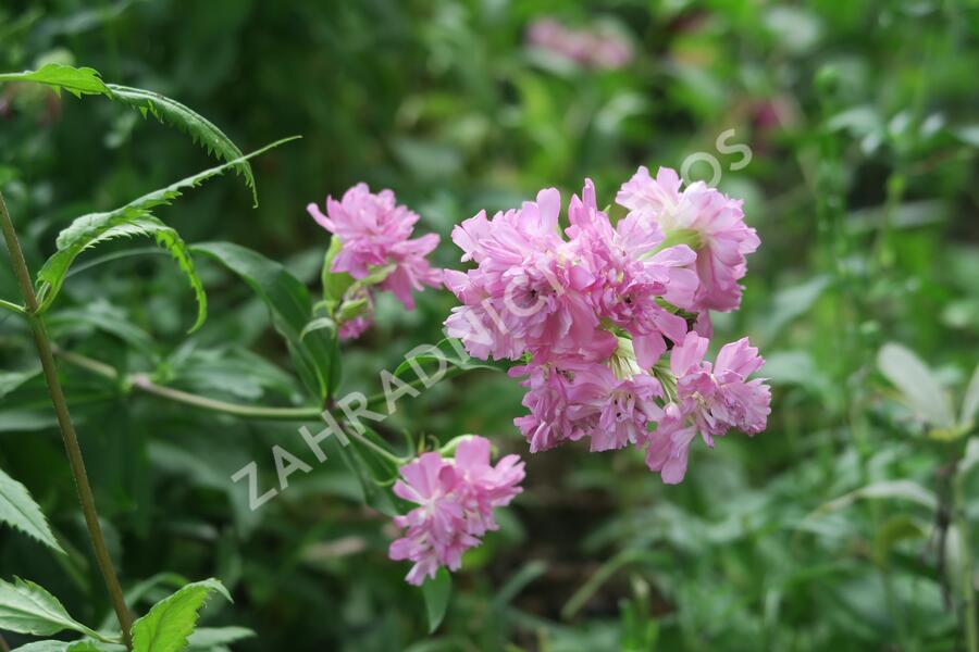 Mydlice lékařská 'Plena' - Saponaria officinalis 'Plena'