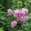 Mydlice lékařská 'Plena' - Saponaria officinalis 'Plena'