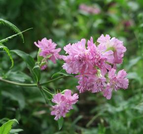 Mydlice lékařská 'Plena' - Saponaria officinalis 'Plena'