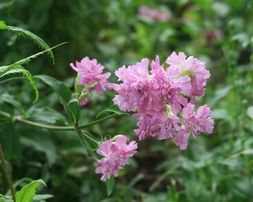 Mydlice lékařská 'Plena'