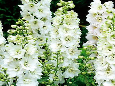 Ostrožka 'Pure White' - Delphinium Magic Fountain 'Pure White'