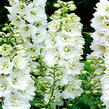 Ostrožka 'Pure White' - Delphinium Magic Fountain 'Pure White'