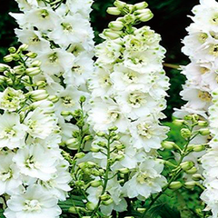 Ostrožka 'Pure White' - Delphinium Magic Fountain 'Pure White'