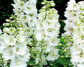 Ostrožka 'Pure White'