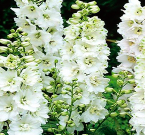 Ostrožka 'Pure White' - Delphinium Magic Fountain 'Pure White'