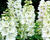 Ostrožka 'Pure White'