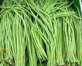 Vigna čínská 'Metro'