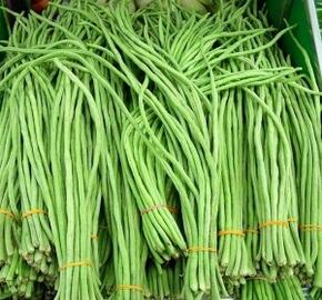 Vigna čínská 'Metro' - Vigna sinensis 'Metro'