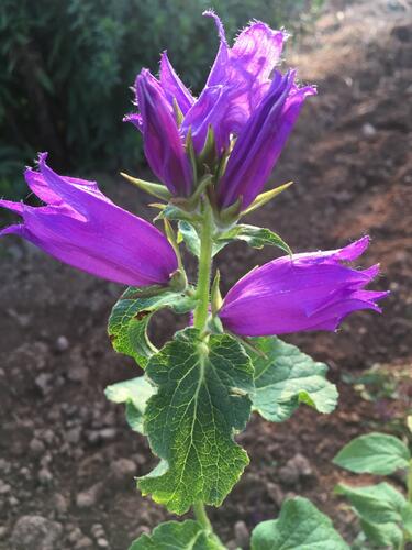 Zvonek širokolistý - Campanula latifolia